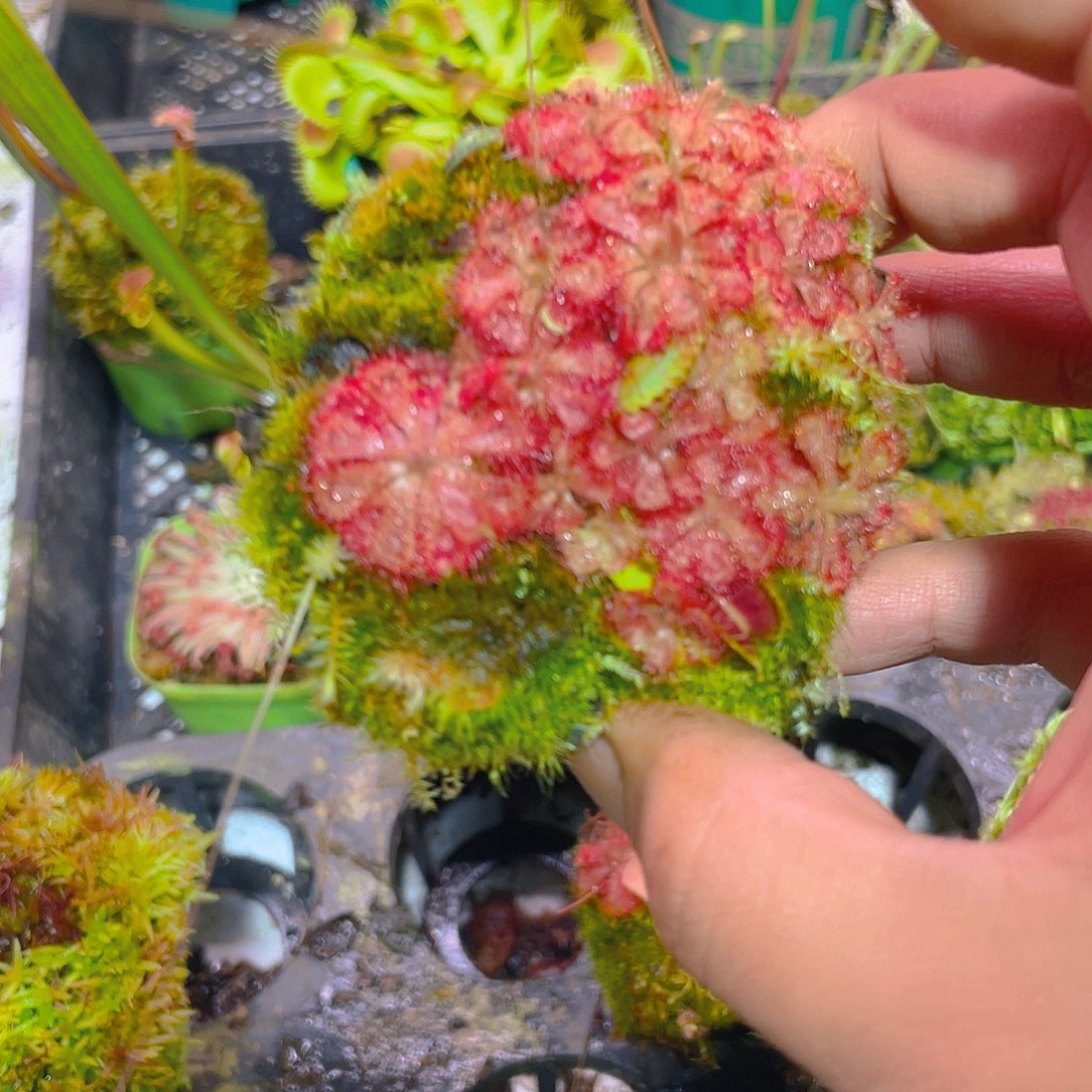 完全开放群生红色锦地罗