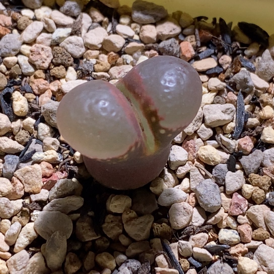 1802.1黑眼豆豆1802.1黑眼豆豆