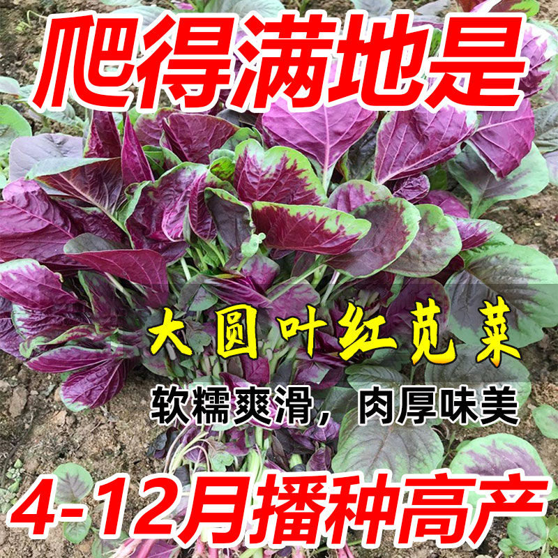 【割完又长】红苋菜种子大叶四季种子