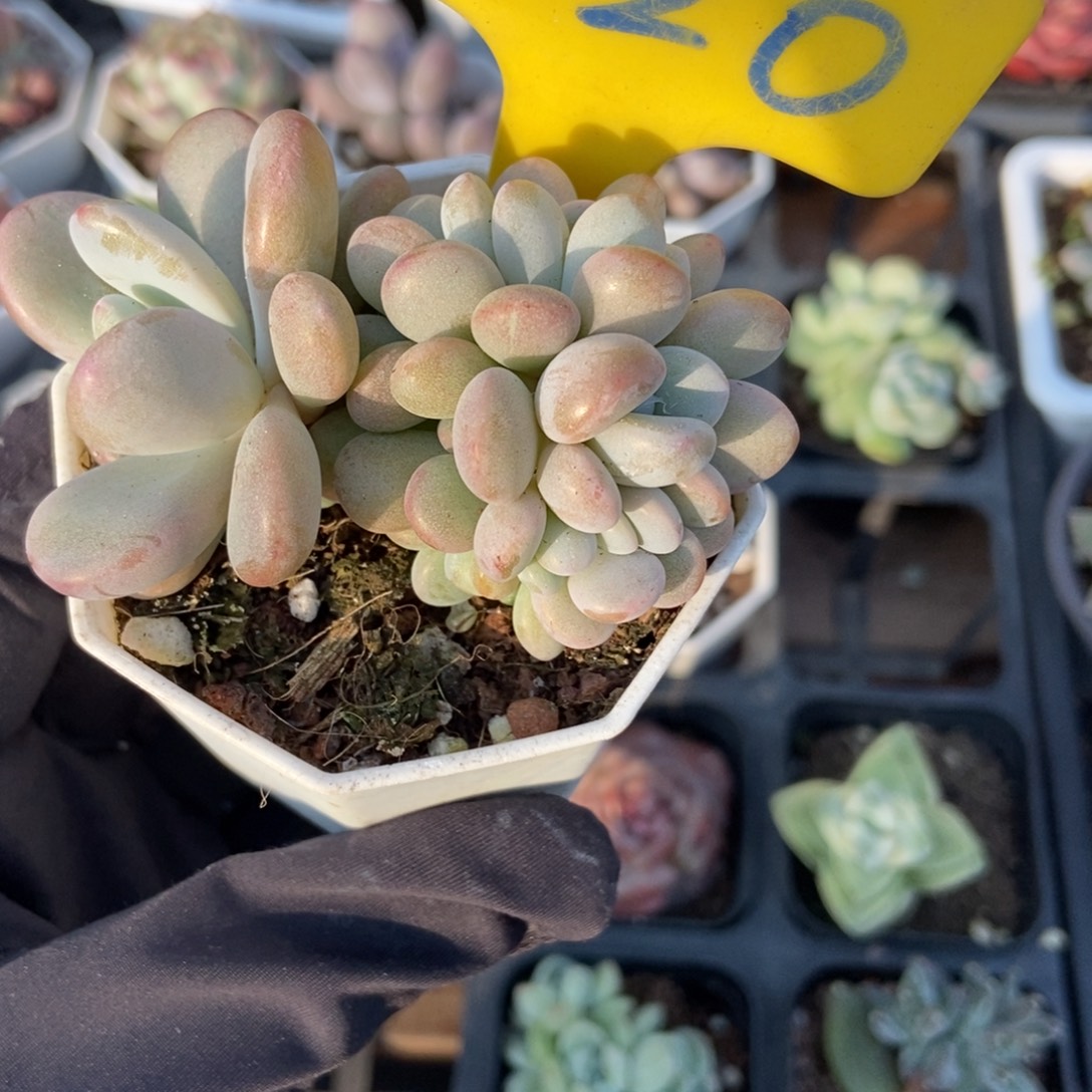 620粉兔缀多肉植物多肉