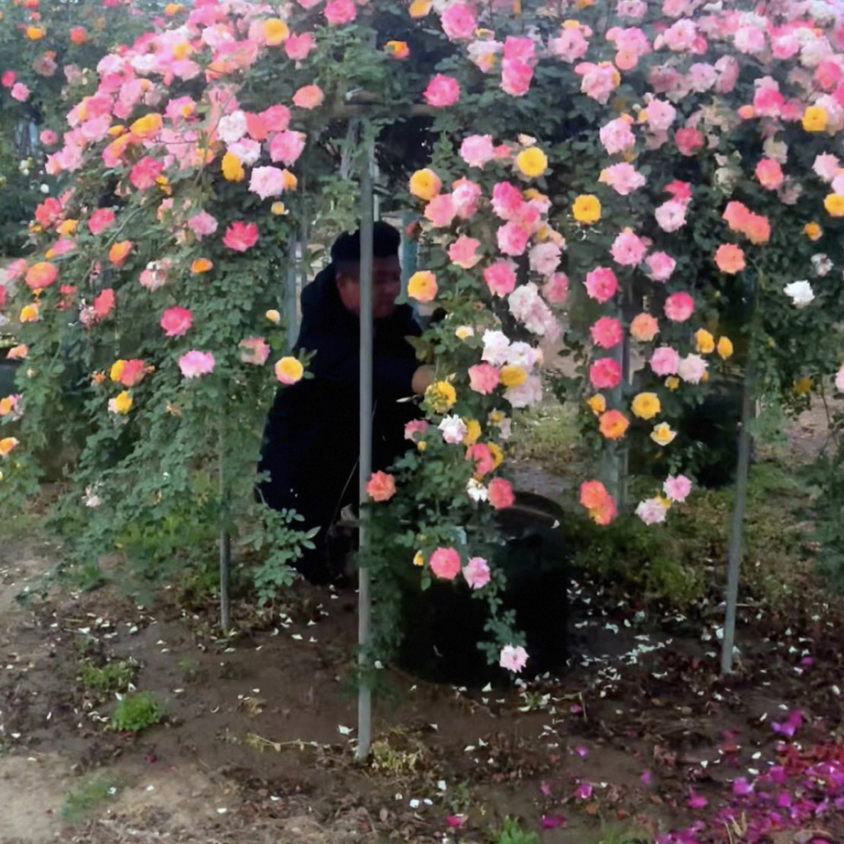 藤彩虹 嫁接树桩棒棒糖月季花花