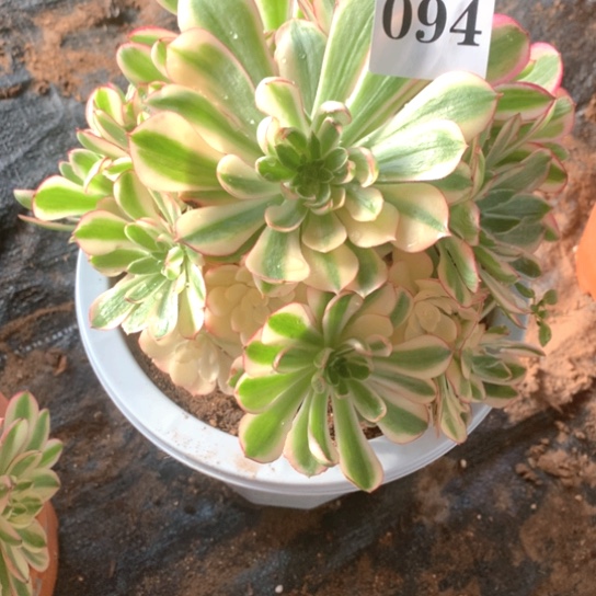 多肉植物倾城094