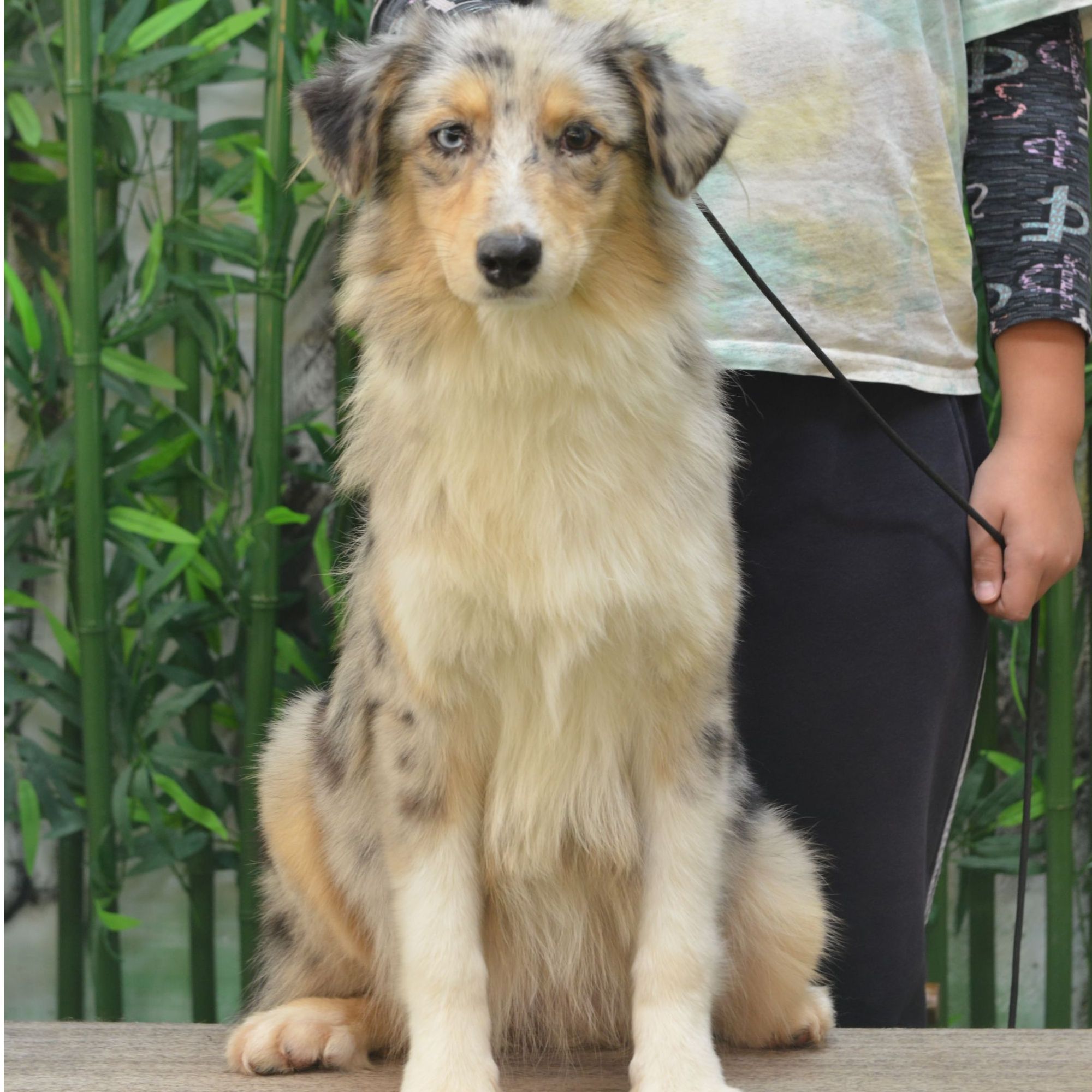 红叶女儿蓝云石三色澳洲牧羊犬幼犬