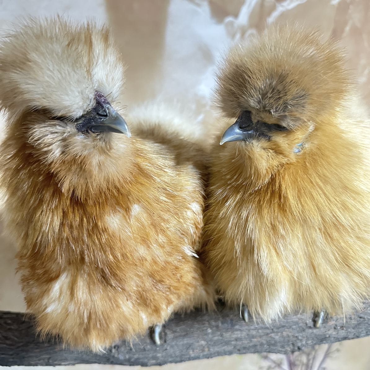 宠物鸡，一只价格，直播间视频挑选，