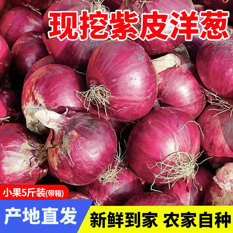 小个头紫皮红洋葱新鲜现挖 红洋葱微辣紫皮洋葱小个头 带箱5斤装