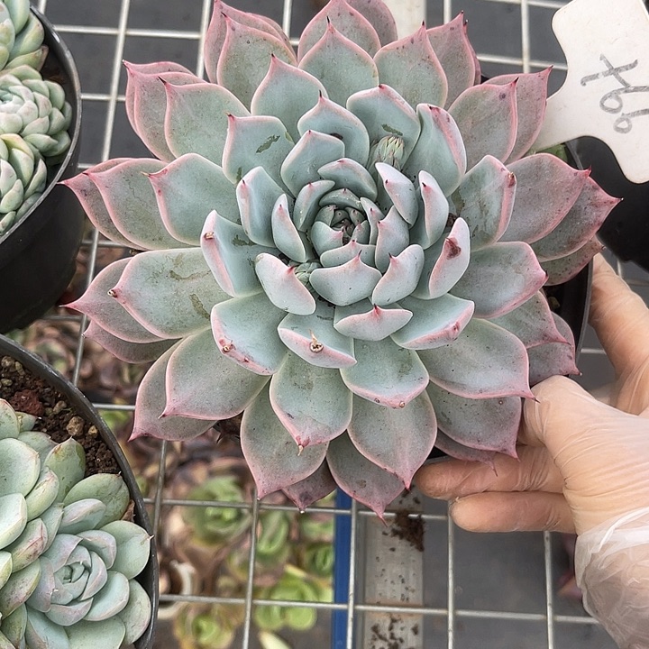 两单包邮，一物一拍66卡杂