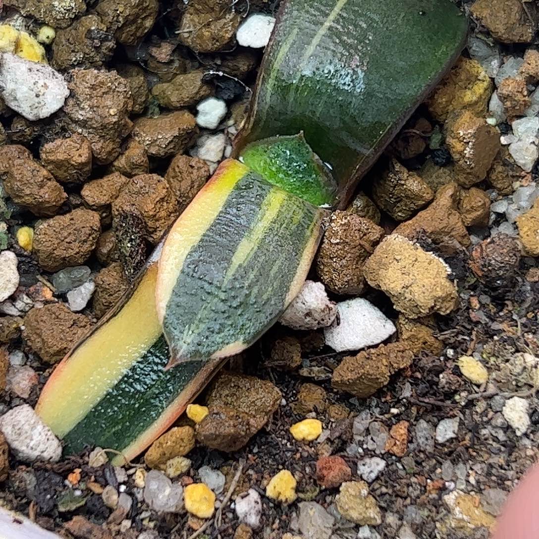 卧牛锦十二卷多肉植物