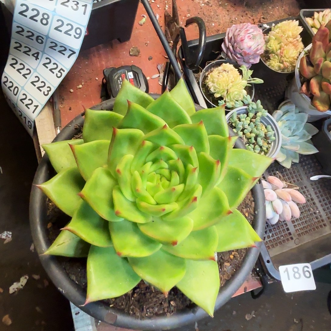 多肉植物862号一颗