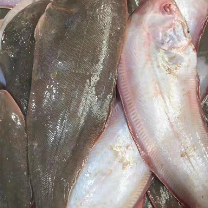 《本地野生细鳞比目鱼》肉厚 鲜度好 红烧糖醋 5斤装 天津发货