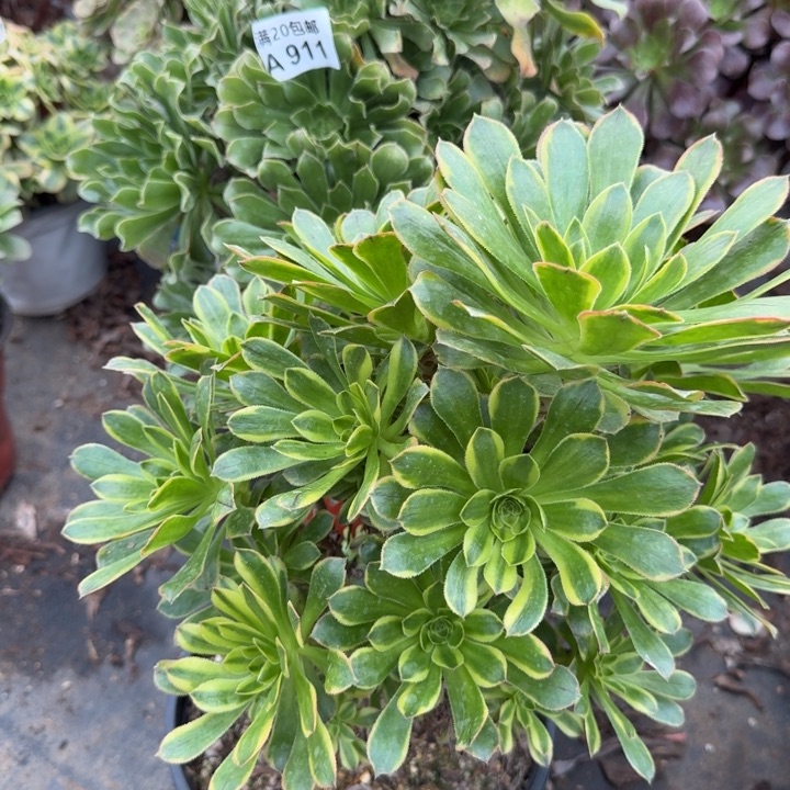 满20包邮，零下拍保温，911两颗