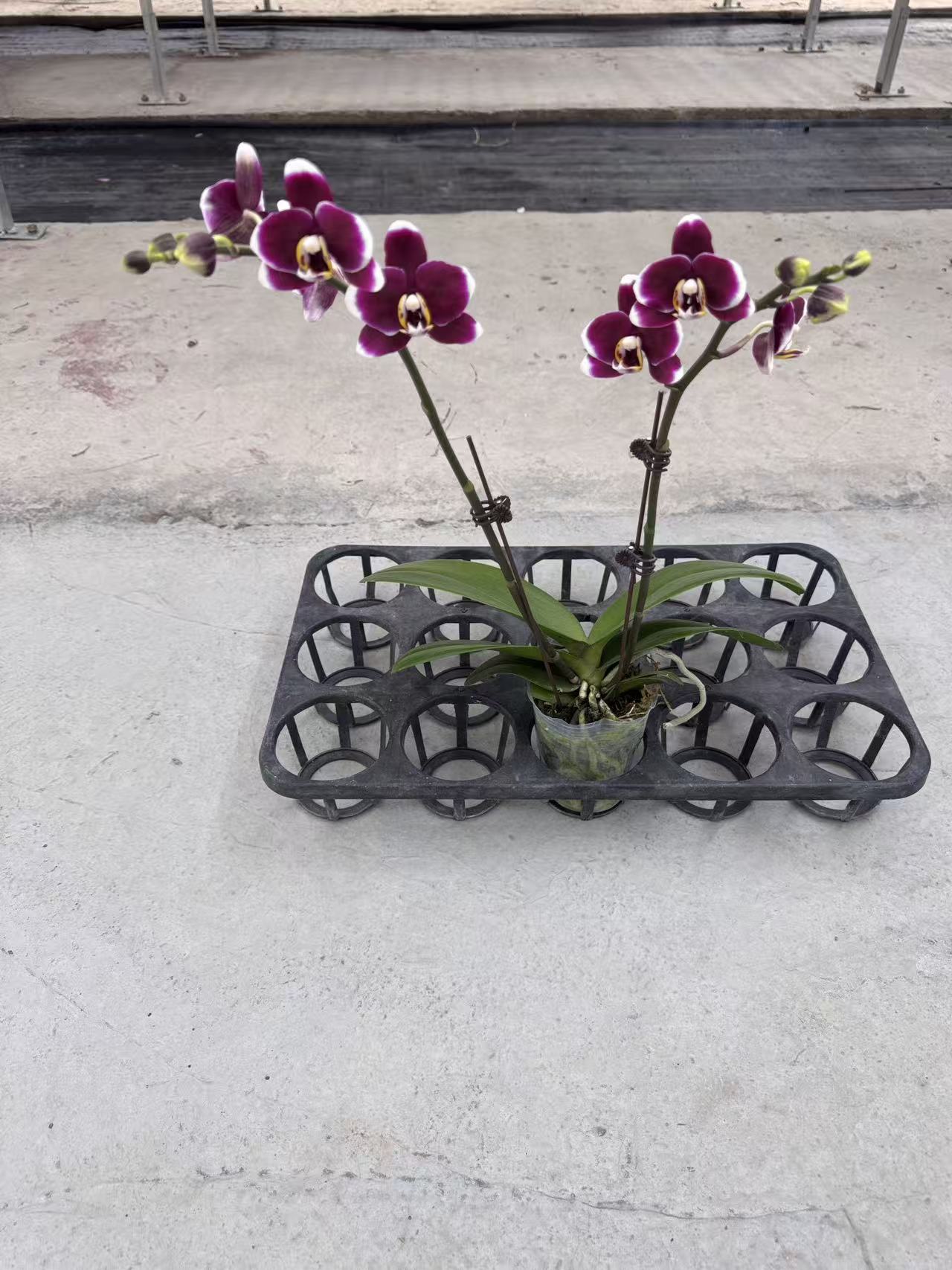 蝴蝶兰【巧克力双】鲜花盆栽室内观赏花花佛山基地直发好养易活