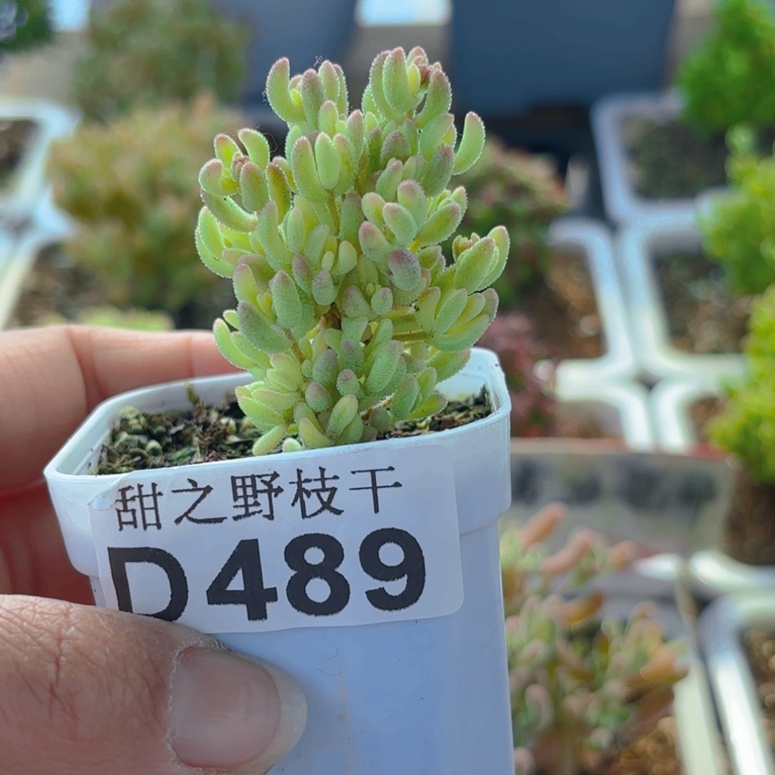 红宝石锦489。      