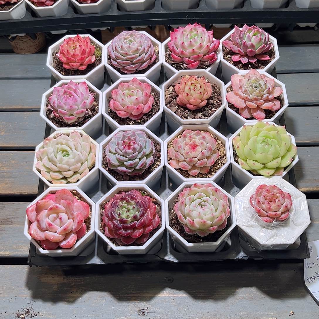 木16颗24.9 7cm口径白八角盆含盆含土量拍随机发货