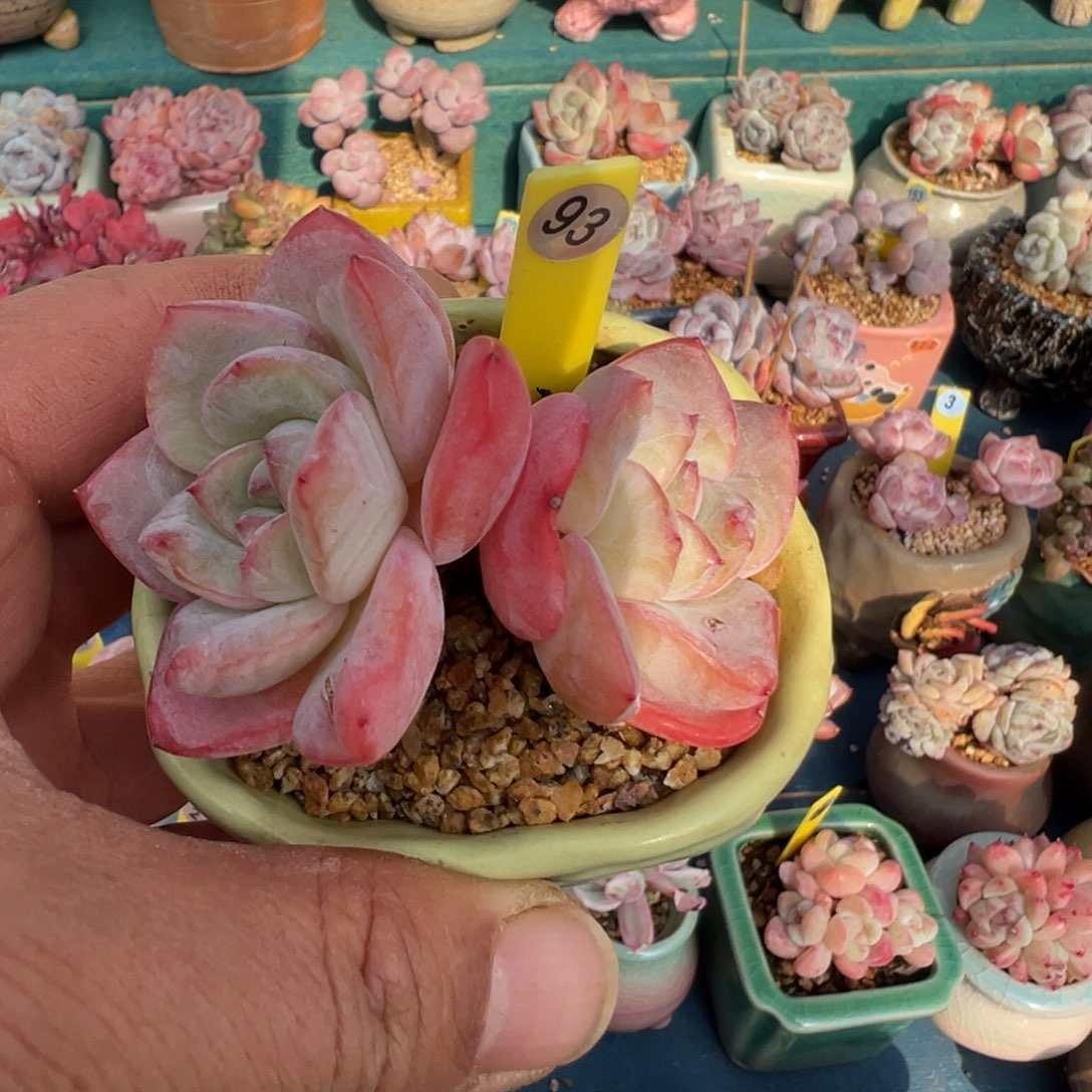 93号泡芙不带盆000