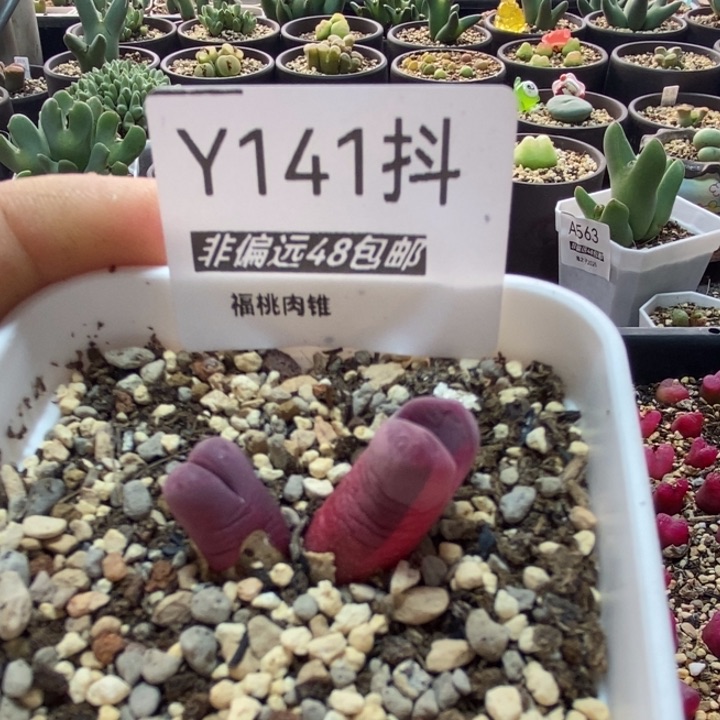 多肉一物一拍141号