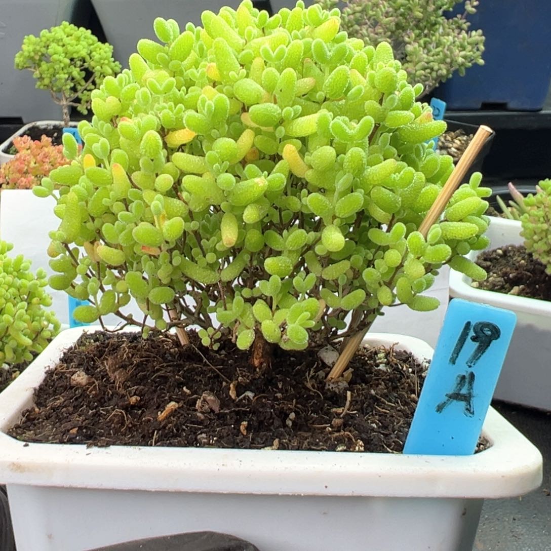 蜜橘糖球蘑菇头19号