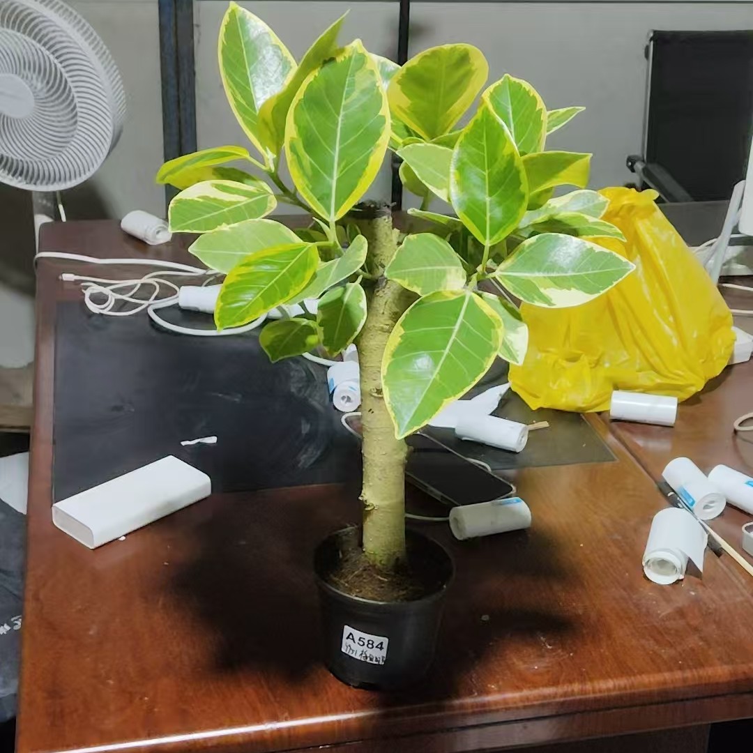 黄金榕盆栽一物一拍专用链接签收退回运费自付