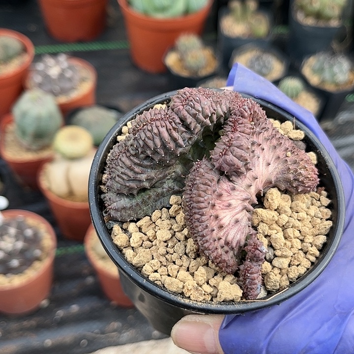 无花朵乌**雪1111111111111111