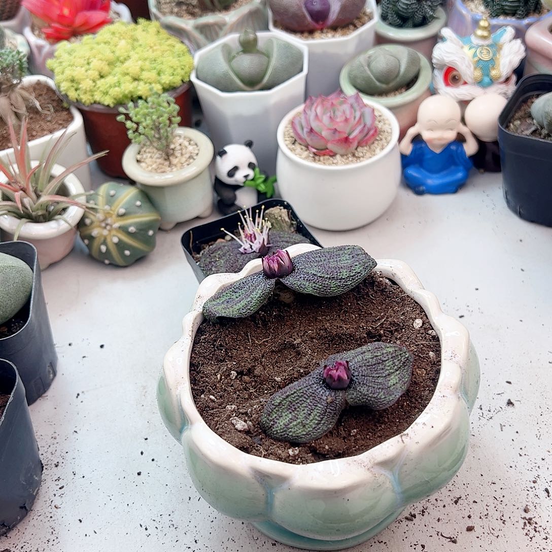 紫镜多肉带花苞多肉植物