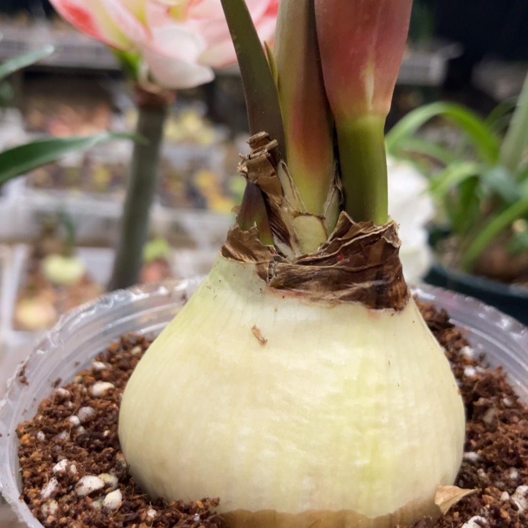 帝卡之星朱顶红带盆发货