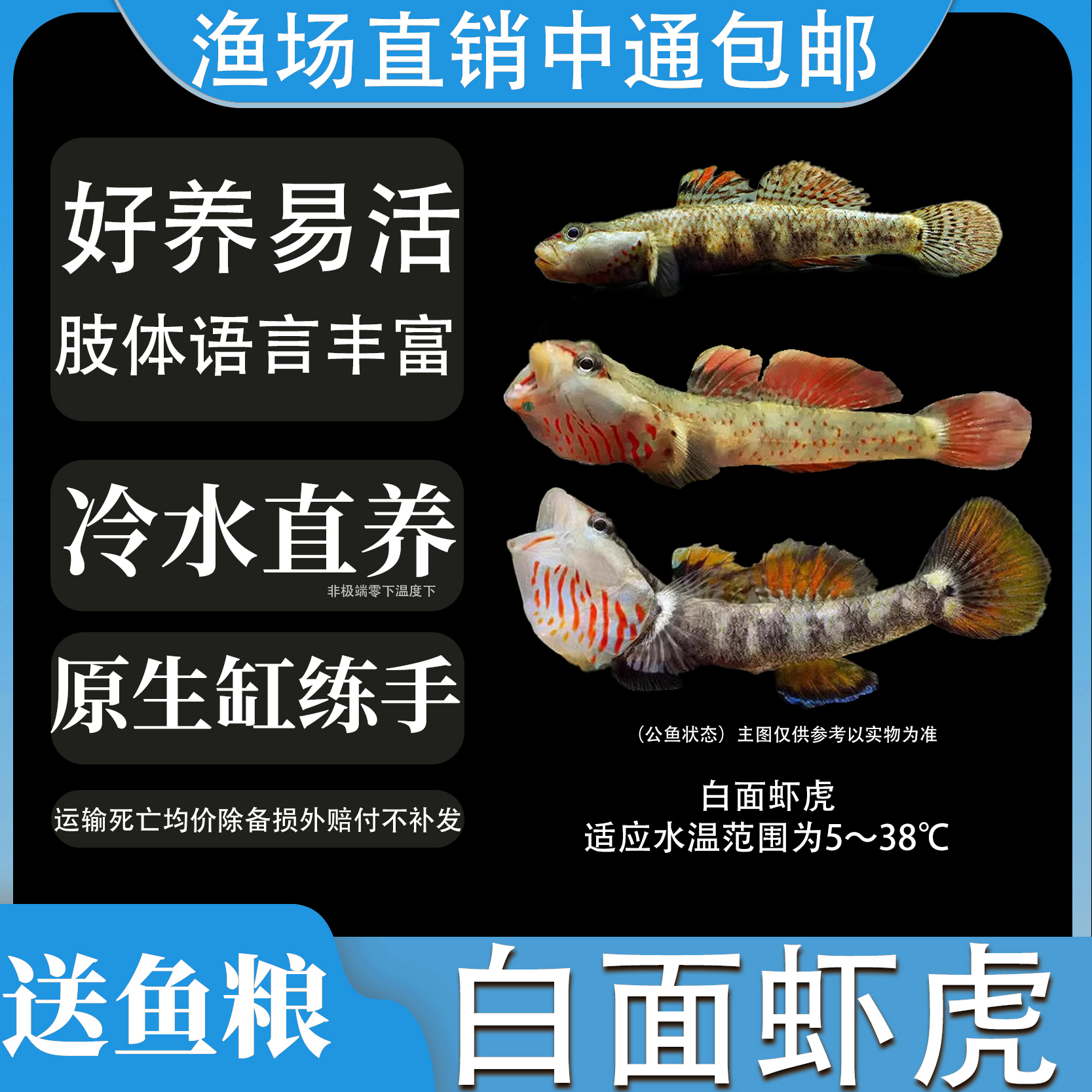 白面溪虾虎鱼原生冷水鱼小型淡水练手稀有好养耐活热带观赏鱼