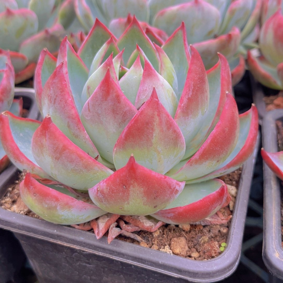 12公分988888888888