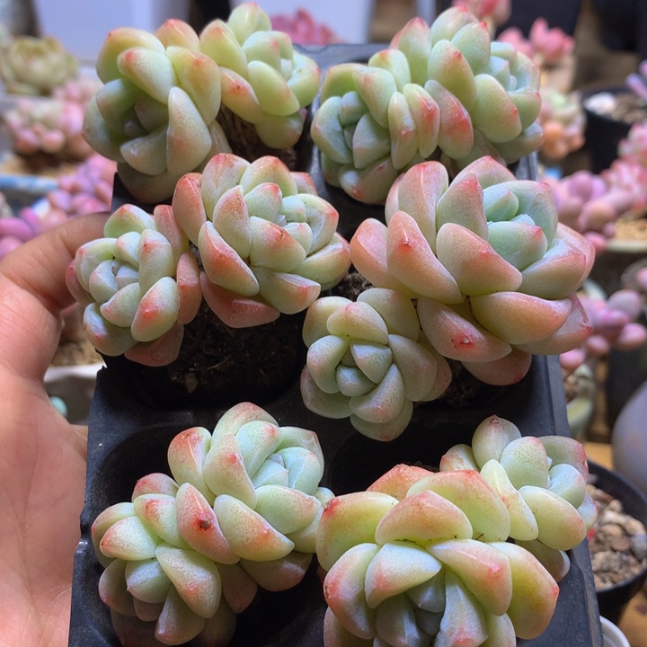 精控白底冰玉双头组合