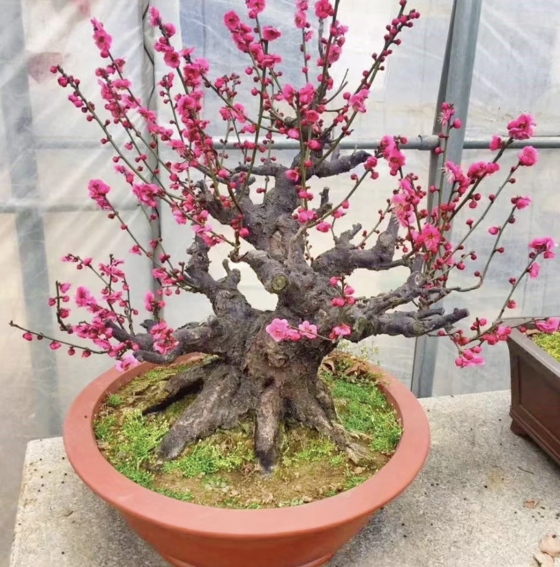 带芽浓香型梅花树盆栽适合室内外庭院阳台耐寒老桩花卉绿植