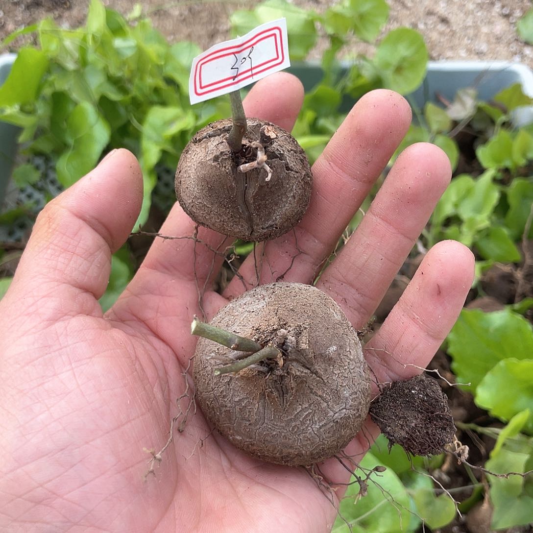 龟甲龙一物一拍309号2颗