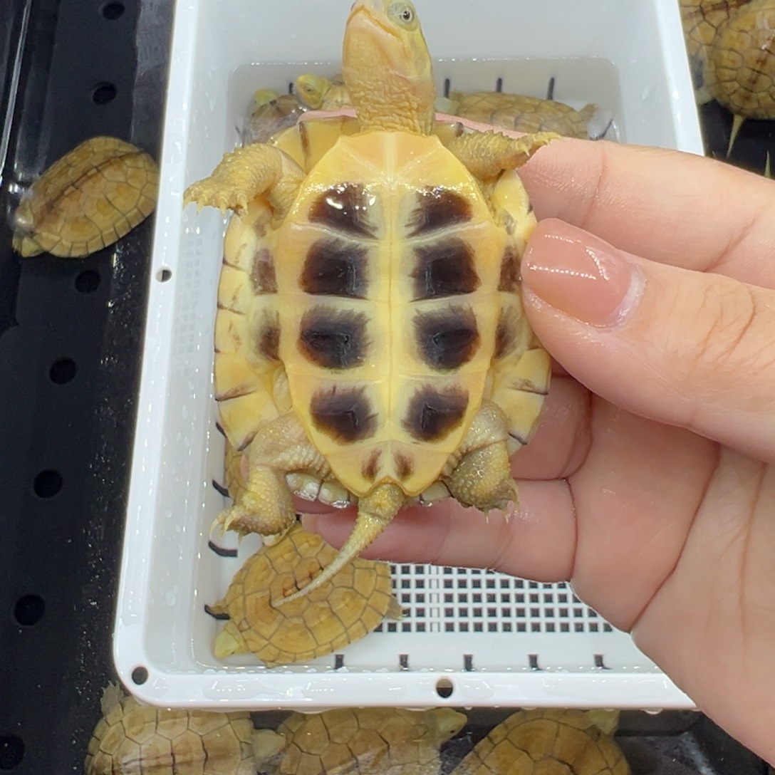 蒋***绿毛龟母三黄小青龟