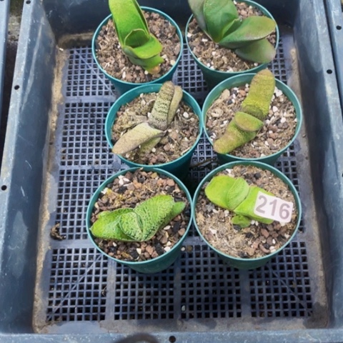 216卧牛如图东北不拍货