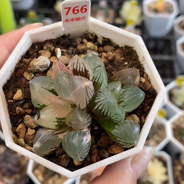 766双头糯玉露锦一物一拍