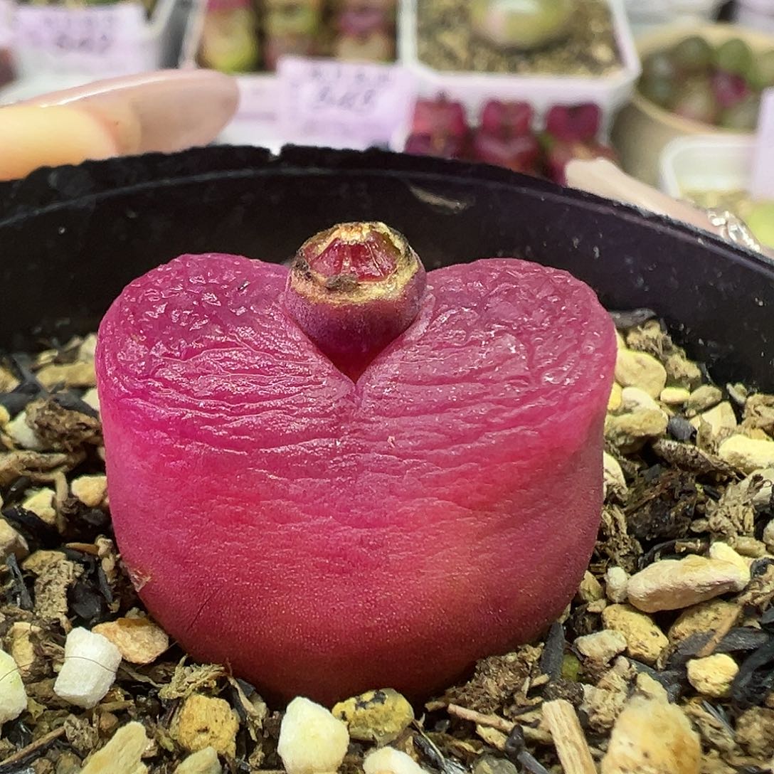 555毛汉尼带盆土发货