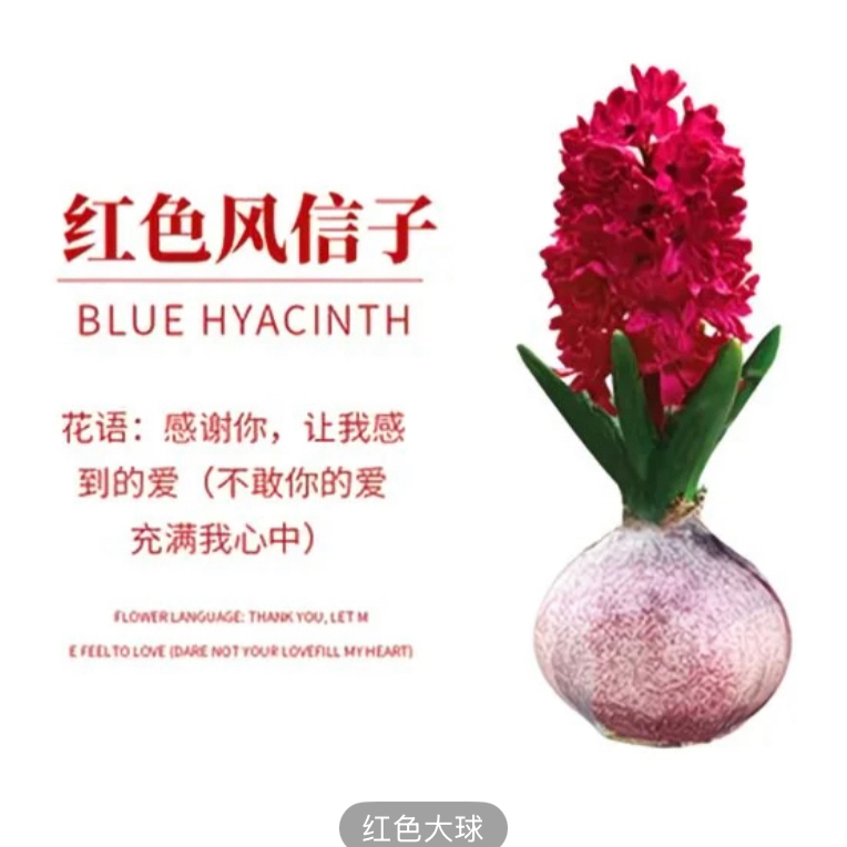 红花风信子种球多肉裸根一颗