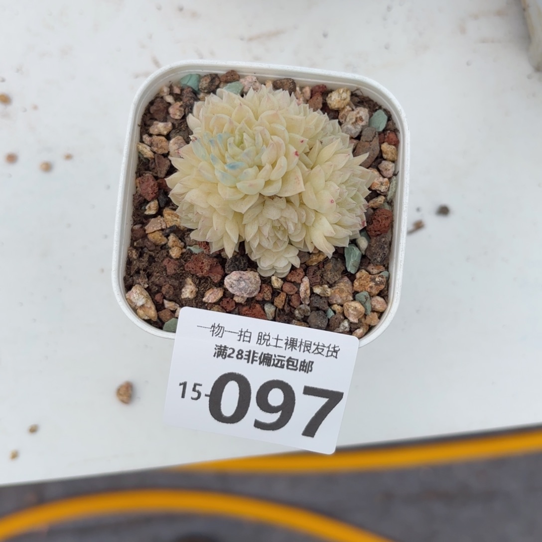 若雪老桩多肉多肉多肉多