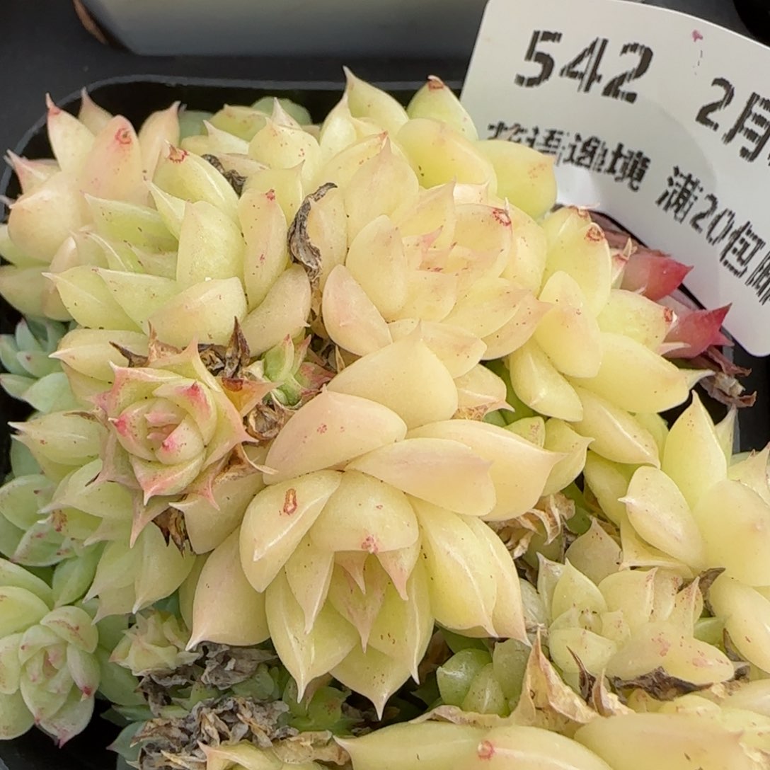 花语逸镜0208-542