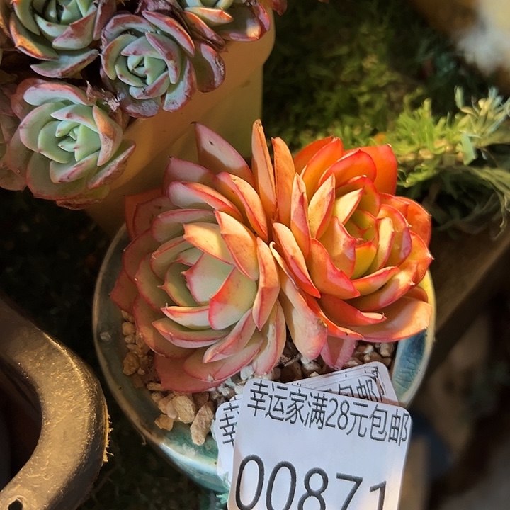 幸运的是我还没遇到幸运