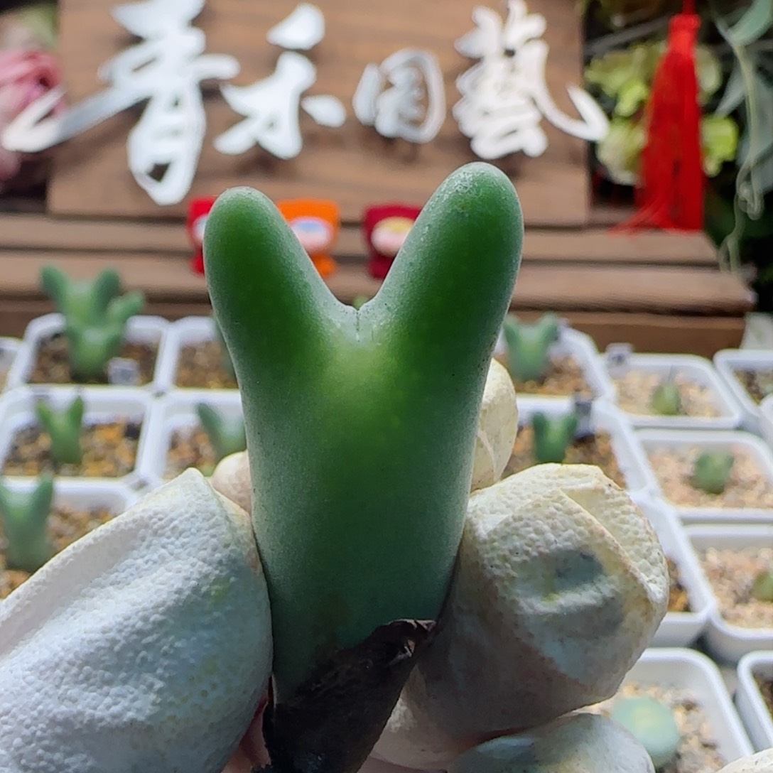 2-16-109上新超美毛皮卡丘多肉