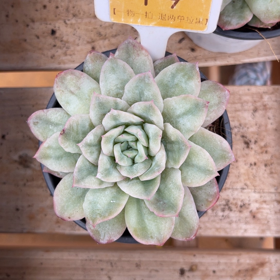 云尘多肉一物一拍19