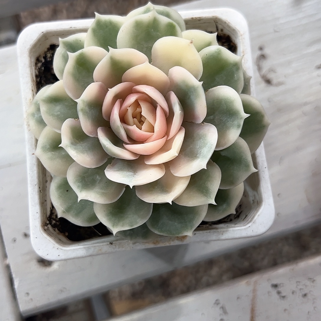 ****晴定向昂斯诺锦多肉植物