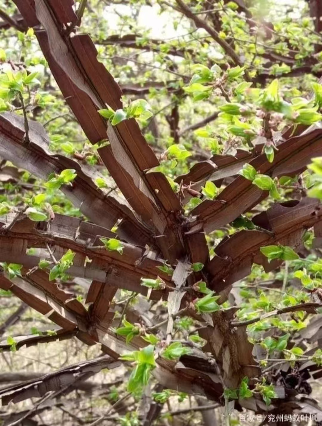 正宗精品厚片鬼箭羽种树苗
