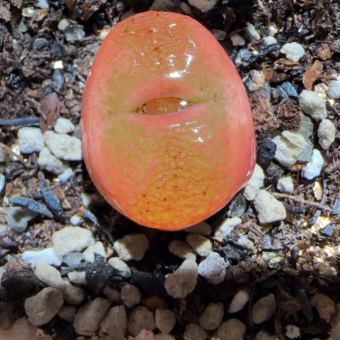 肉锥多肉植物百科-水蜜桃353