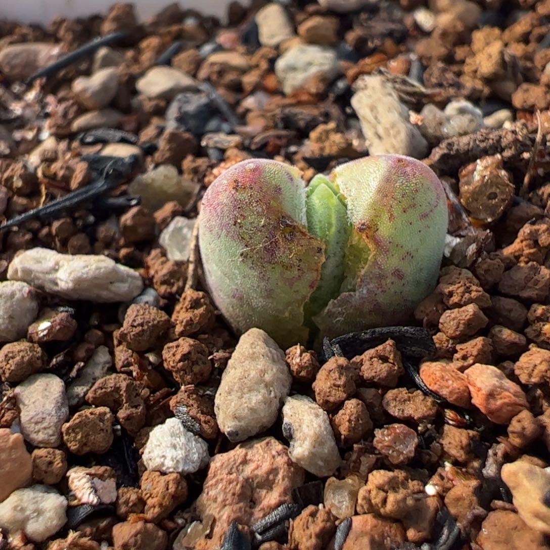 033多肉植物组合