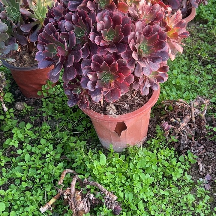 不包侧枝一物一拍117