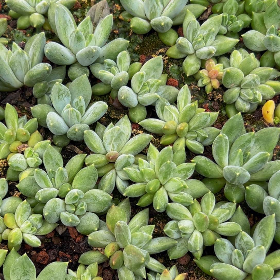 10棵美人系列多肉植物