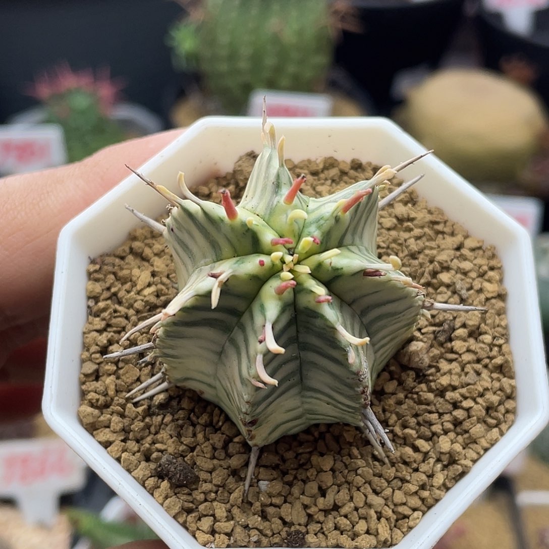 7棱斑马锦 致远多肉