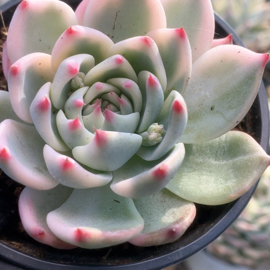 147锦锦锦锦锦锦锦