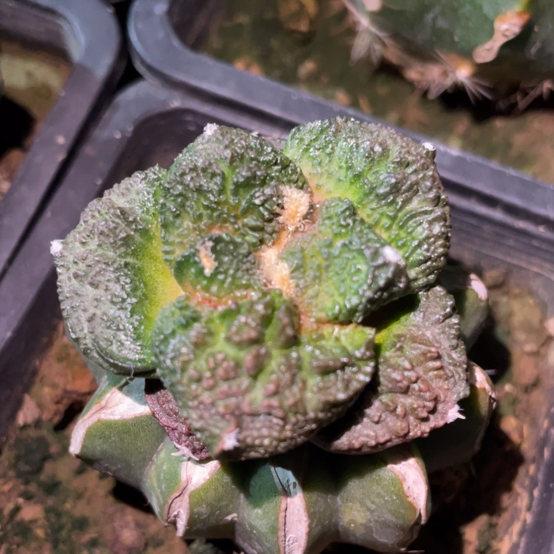 丸犹紫姬菜花牡丹 仙人球