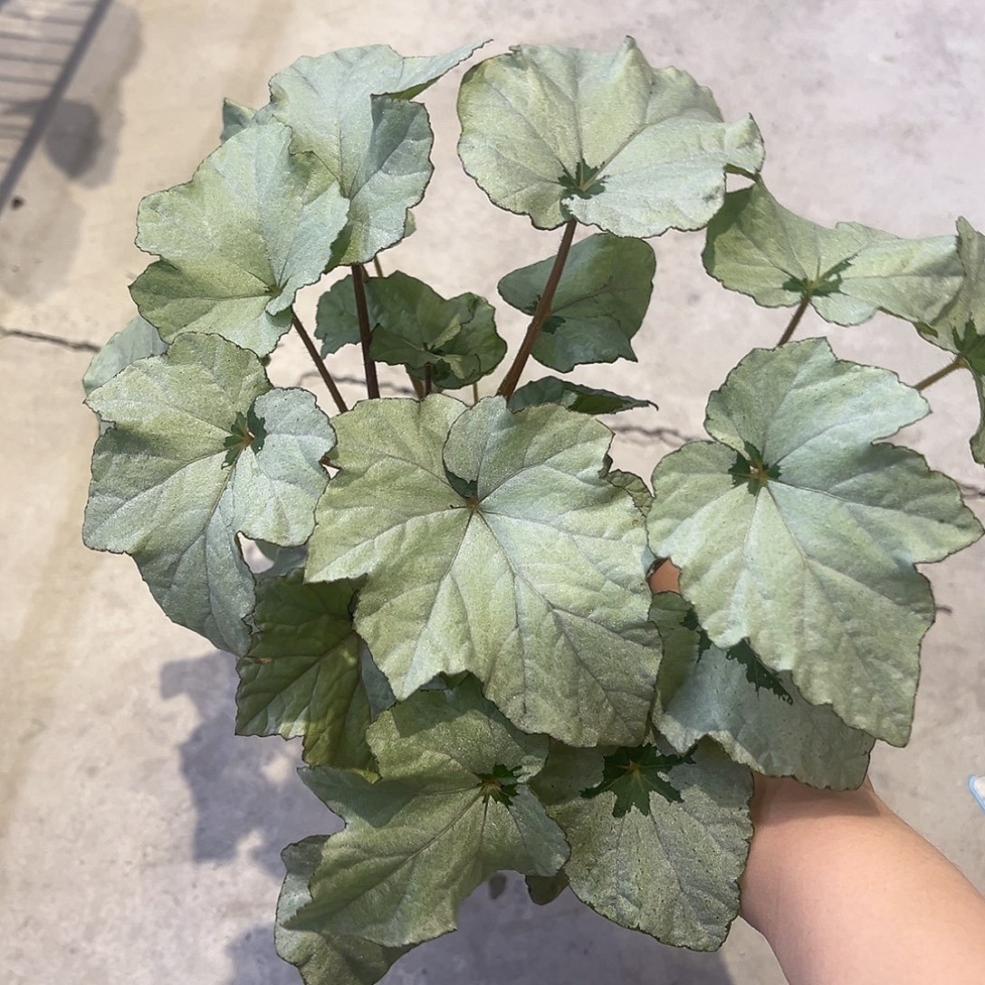无花朵微风胭脂秋海棠