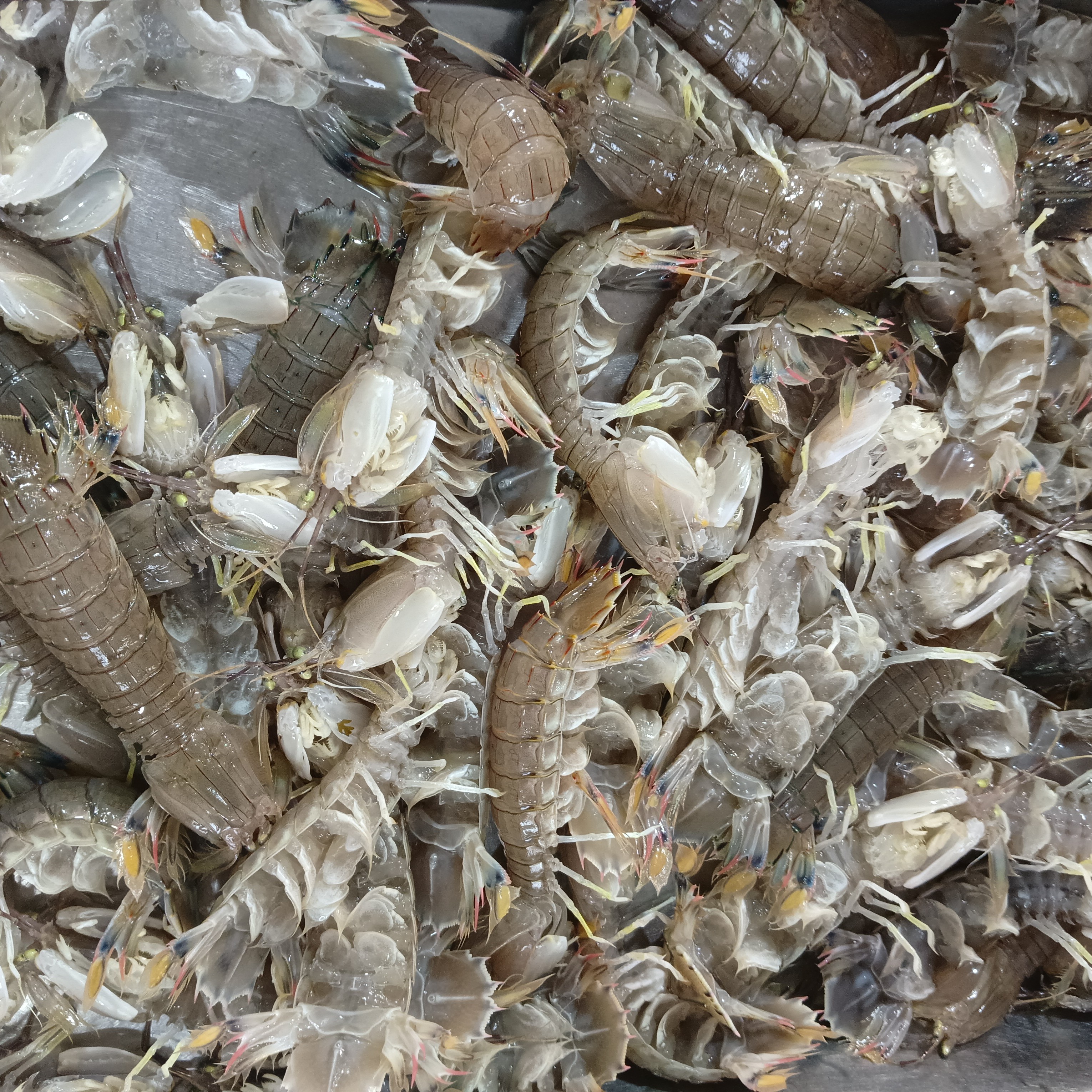 连云港海捕皮皮虾